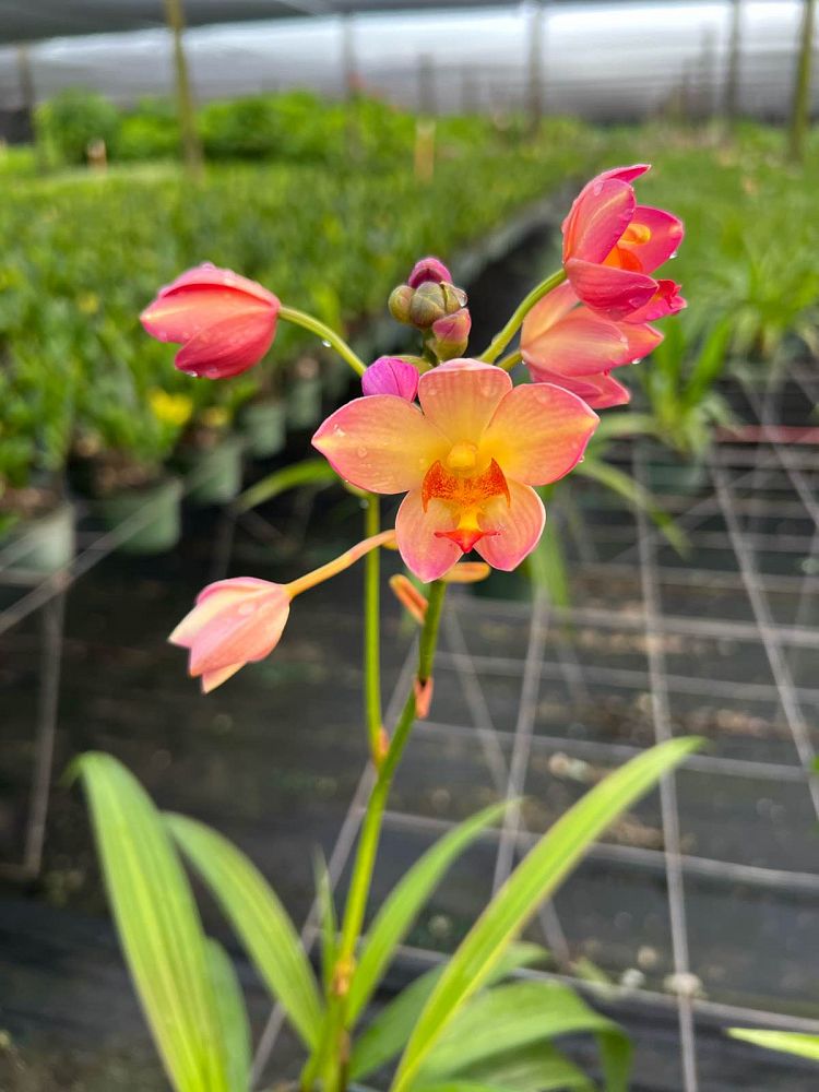 spathoglottis-sorbet-tropical-punch-ground-orchid