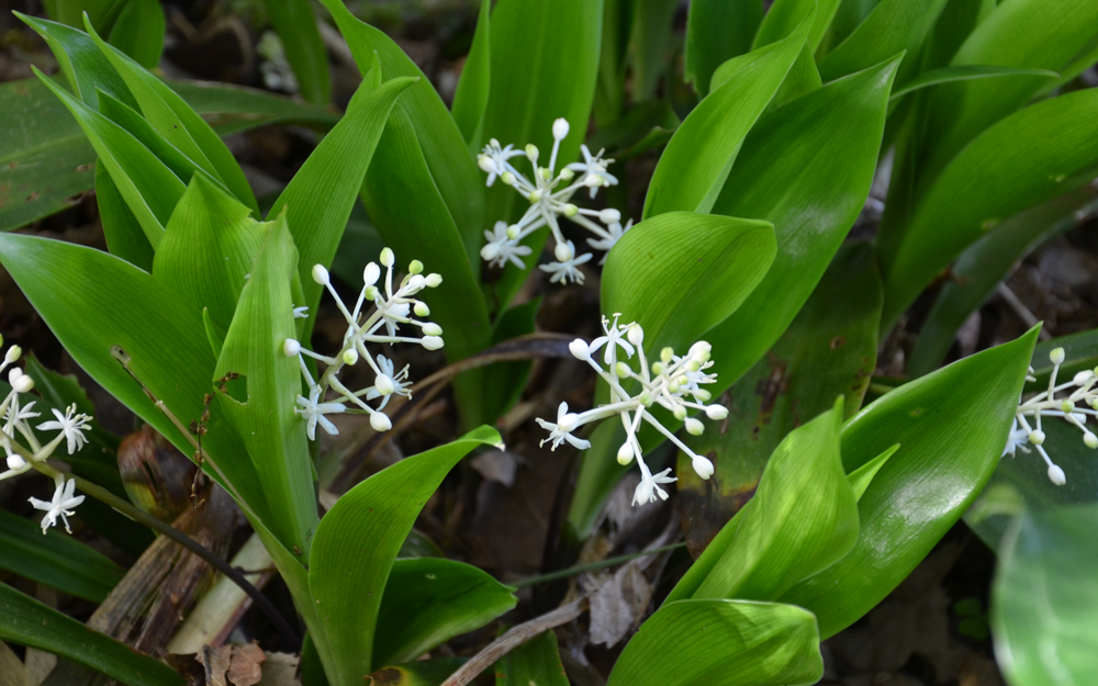 speirantha-convallarioides-false-lily-of-the-valley