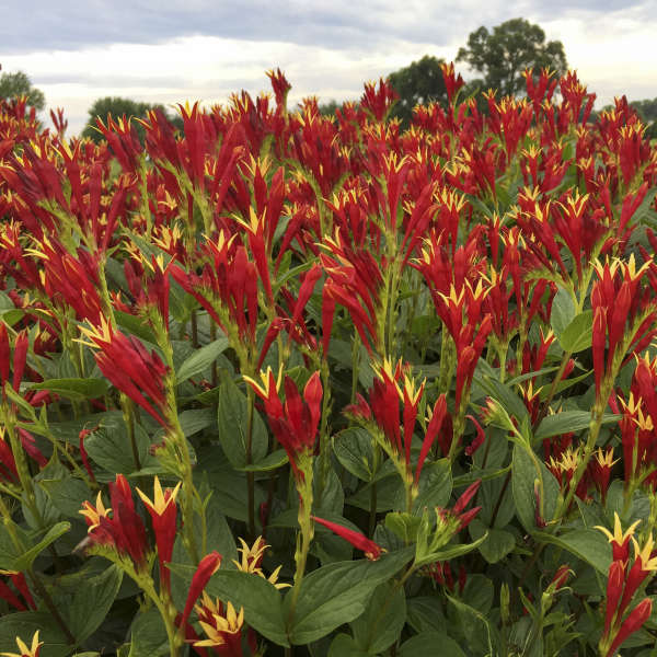 spigelia-marilandica-little-redhead-indian-pink