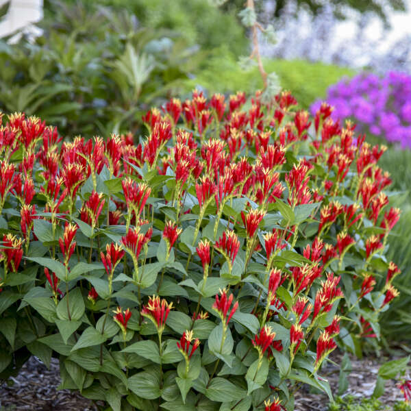 spigelia-marilandica-little-redhead-indian-pink