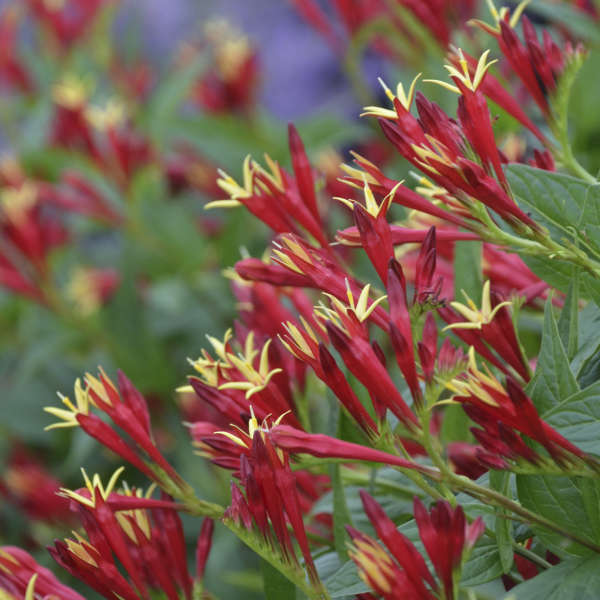 spigelia-marilandica-little-redhead-indian-pink