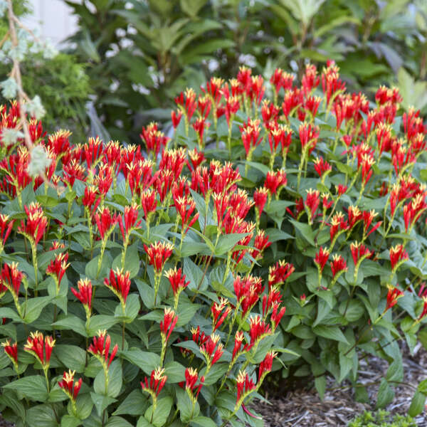 spigelia-marilandica-little-redhead-indian-pink