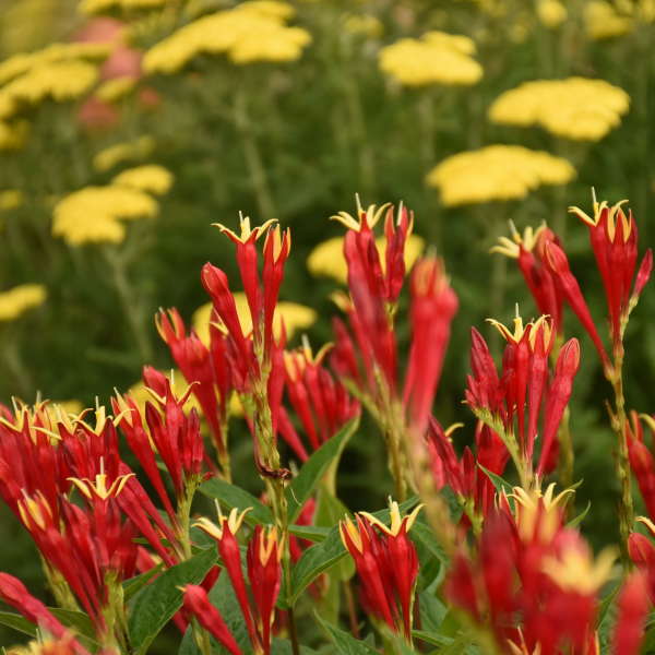 spigelia-marilandica-little-redhead-indian-pink