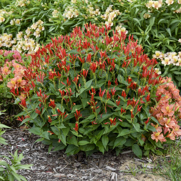 spigelia-marilandica-ragin-cajun