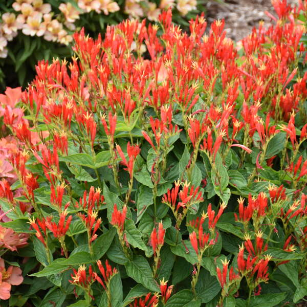 spigelia-marilandica-ragin-cajun