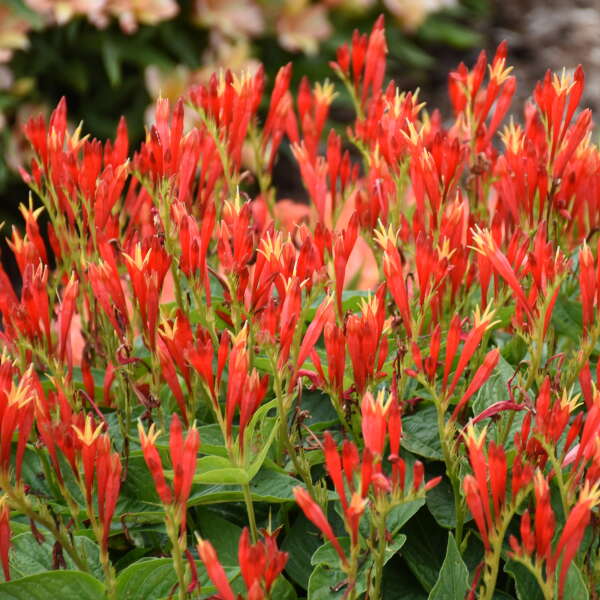 spigelia-marilandica-ragin-cajun