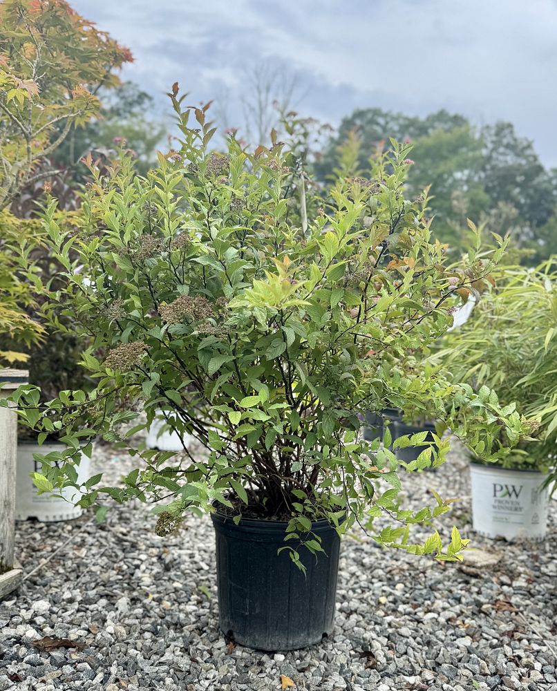 spiraea-bumalda-gold-flame-bumald-spirea