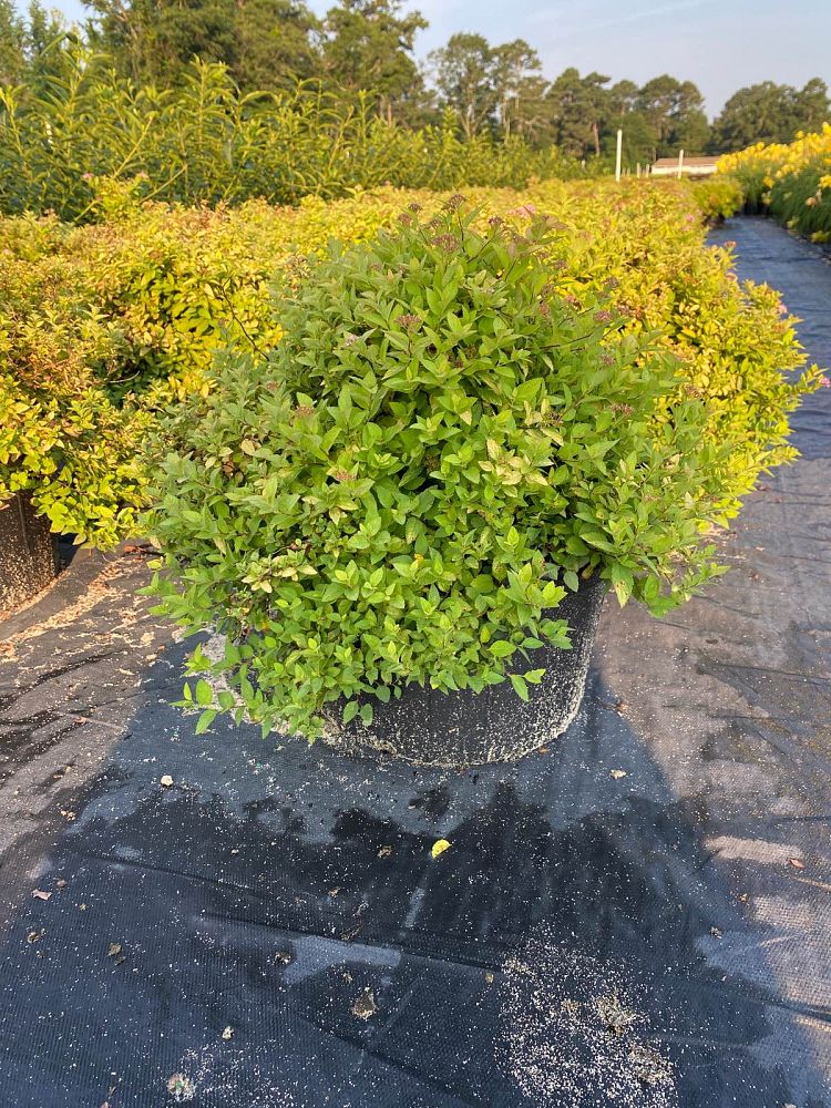 spiraea-bumalda-lemon-princess-japanese-meadowsweet-maybush-japanese-spirea