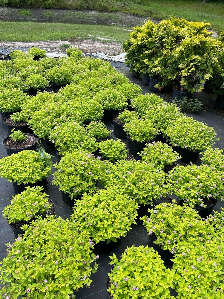 spiraea-bumalda-lemon-princess-japanese-meadowsweet-maybush-japanese-spirea