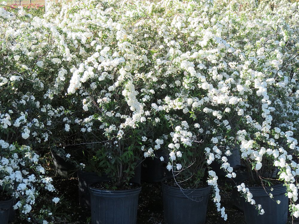 spiraea-cantoniensis-reeves-spirea-bridal-wreath-spiraea-reevesiana