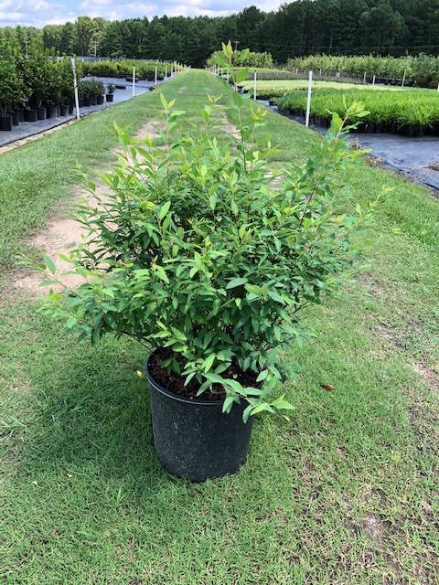 spiraea-cantoniensis-reeves-spirea-bridal-wreath-spiraea-reevesiana