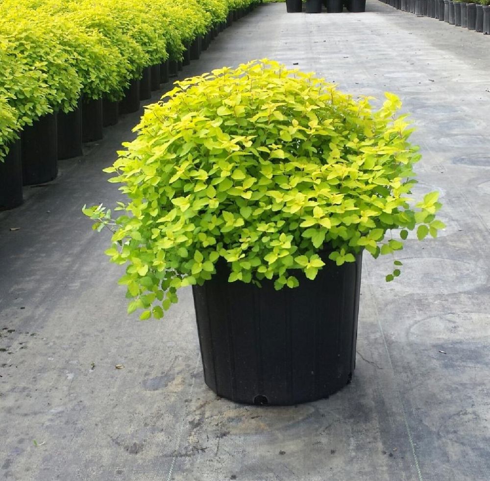 spiraea-japonica-gold-mound-japanese-spirea
