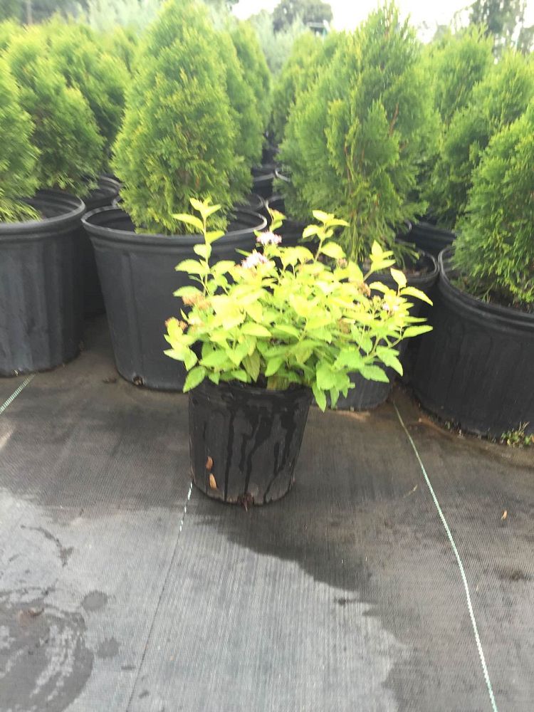 spiraea-japonica-gold-mound-japanese-spirea