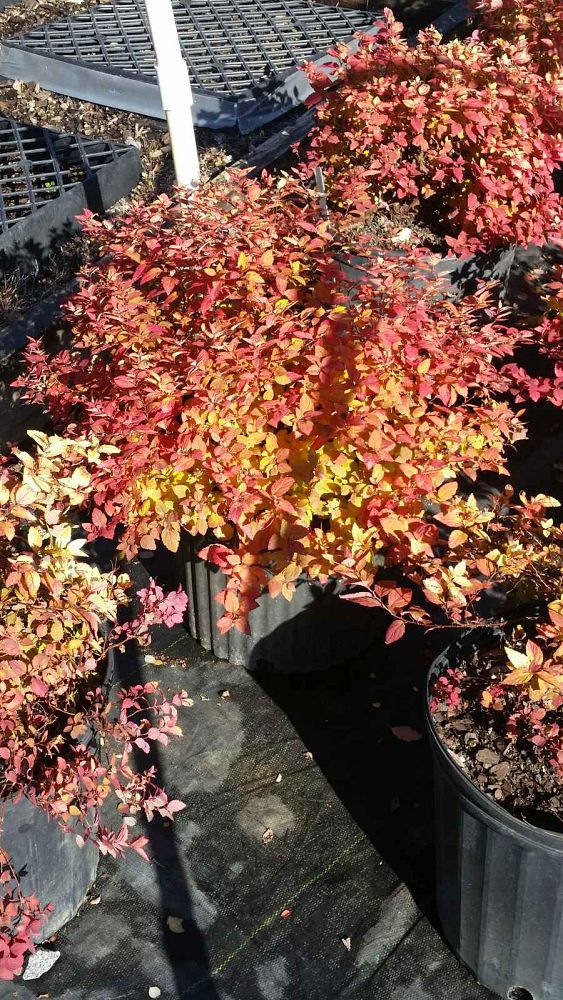 spiraea-japonica-gold-mound-japanese-spirea