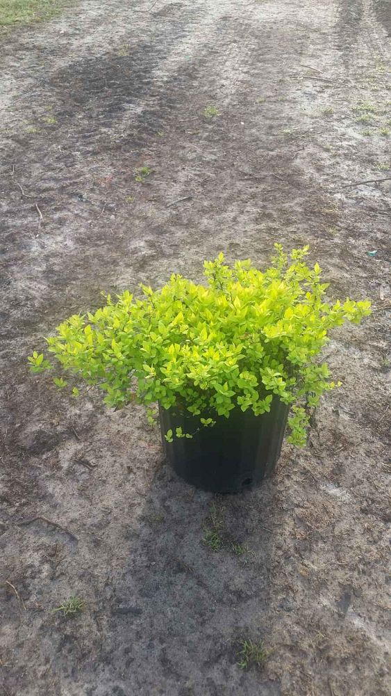 spiraea-japonica-gold-mound-japanese-spirea