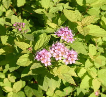 spiraea-japonica-gold-mound-japanese-spirea