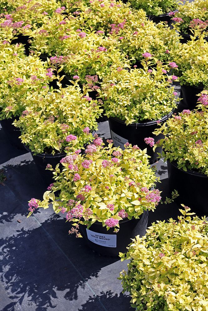 spiraea-japonica-gold-mound-japanese-spirea