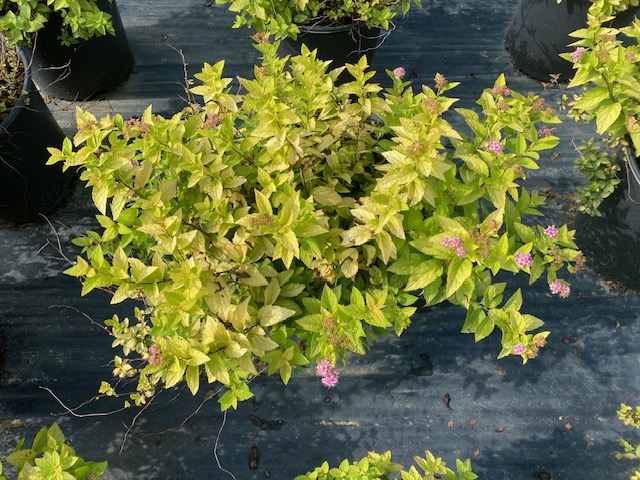 spiraea-japonica-gold-mound-japanese-spirea