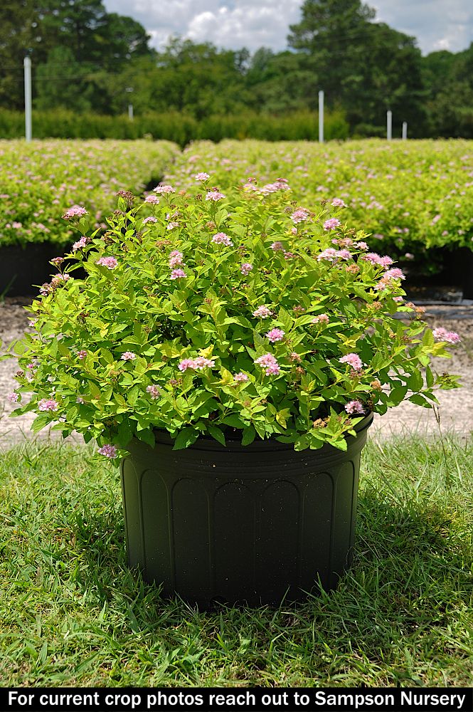spiraea-japonica-gold-mound-japanese-spirea