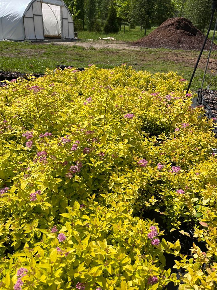 spiraea-japonica-gold-mound-japanese-spirea