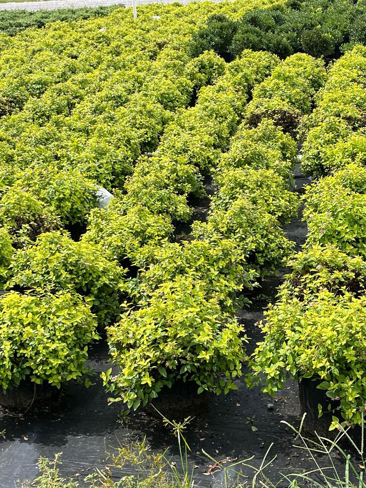 spiraea-japonica-gold-mound-japanese-spirea