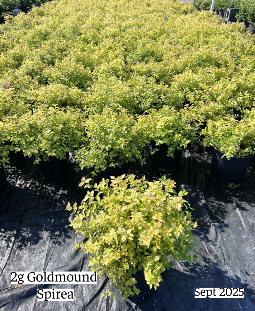 spiraea-japonica-gold-mound-japanese-spirea