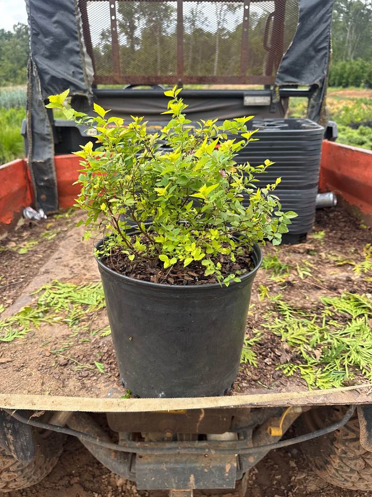 spiraea-japonica-gold-mound-japanese-spirea