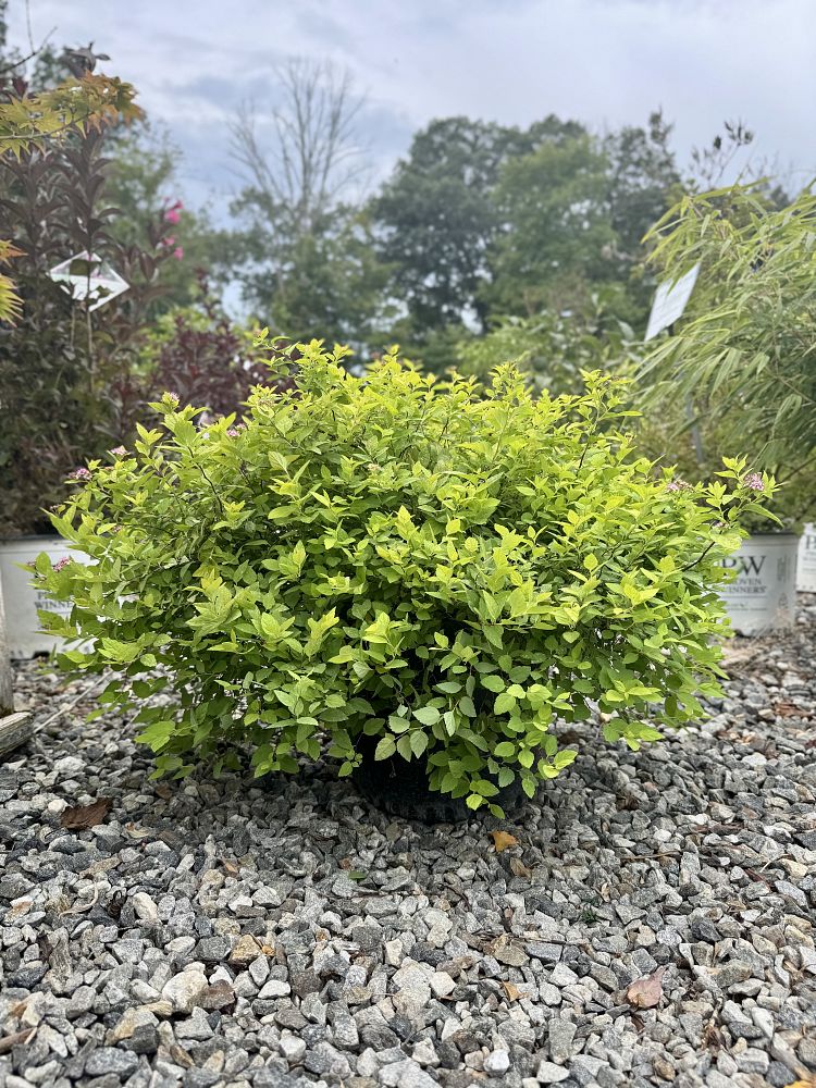 spiraea-japonica-gold-mound-japanese-spirea