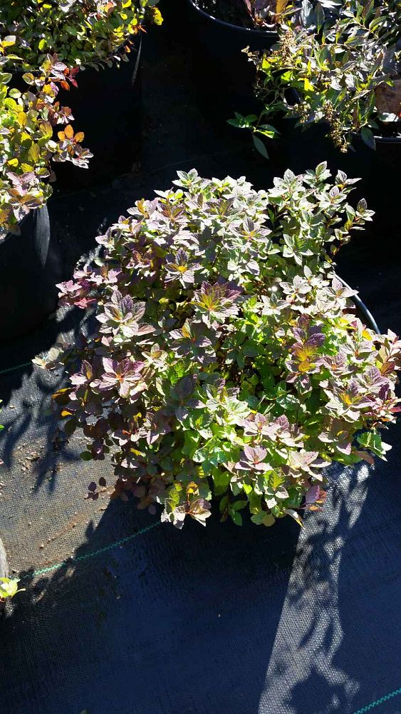 spiraea-japonica-little-princess-japanese-spirea