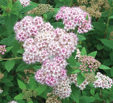 spiraea-japonica-little-princess-japanese-spirea