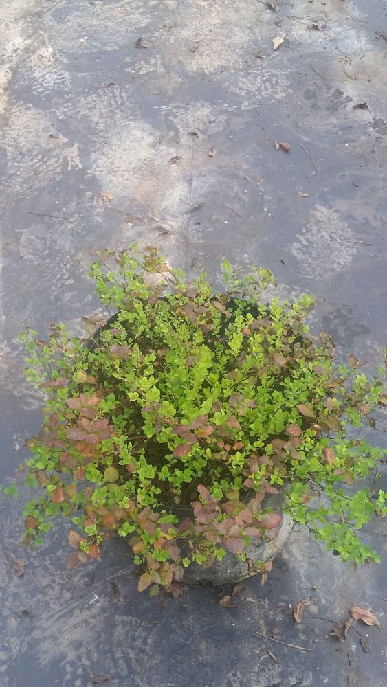 spiraea-japonica-little-princess-japanese-spirea