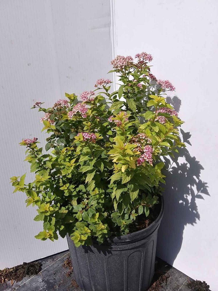 spiraea-japonica-little-princess-japanese-spirea