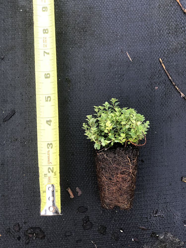 spiraea-japonica-little-princess-japanese-spirea