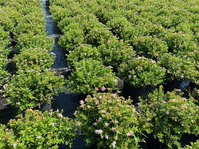 spiraea-japonica-little-princess-japanese-spirea