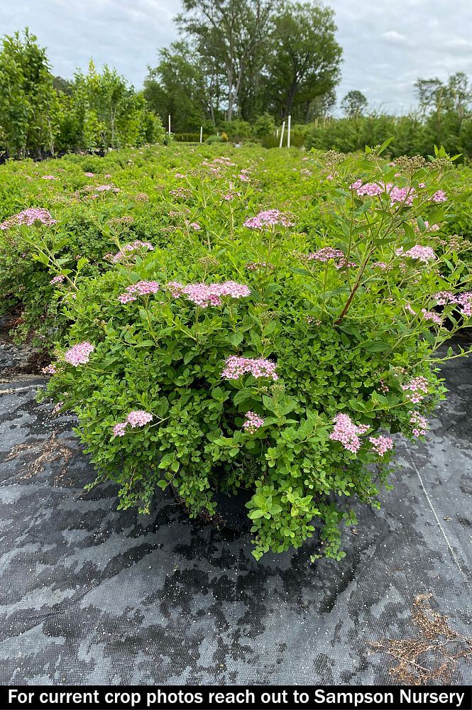 spiraea-japonica-little-princess-japanese-spirea