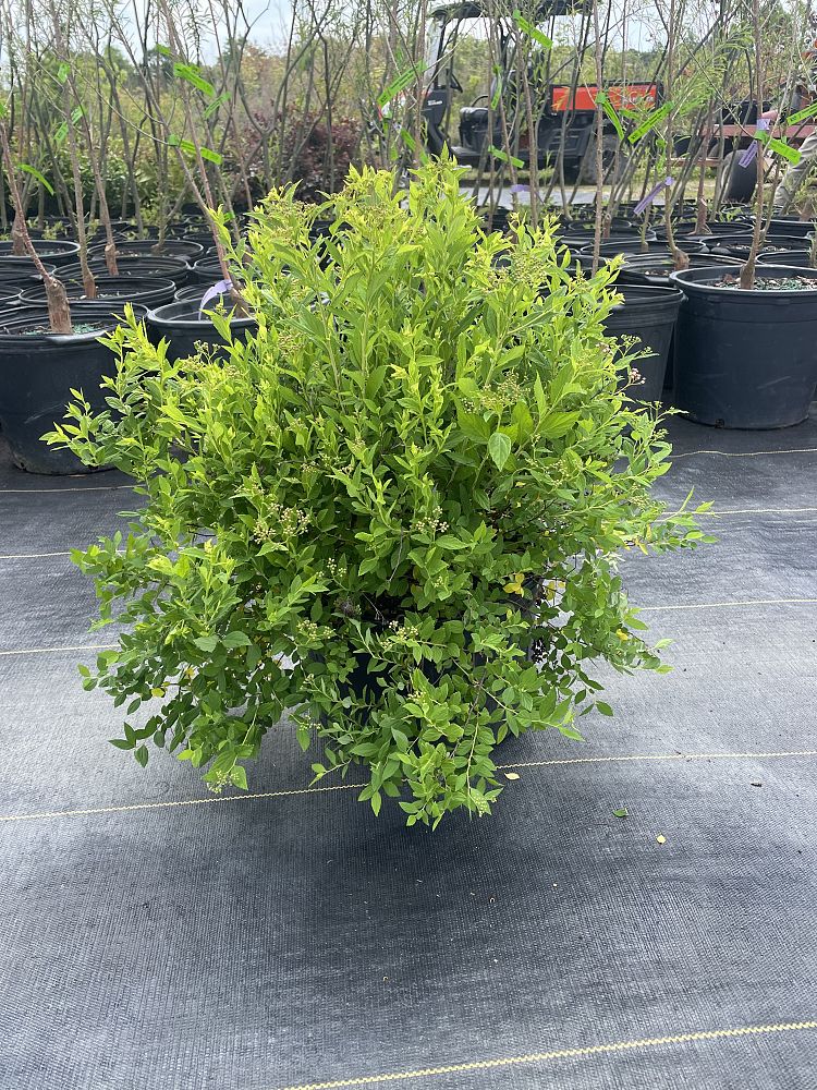 spiraea-japonica-little-princess-japanese-spirea