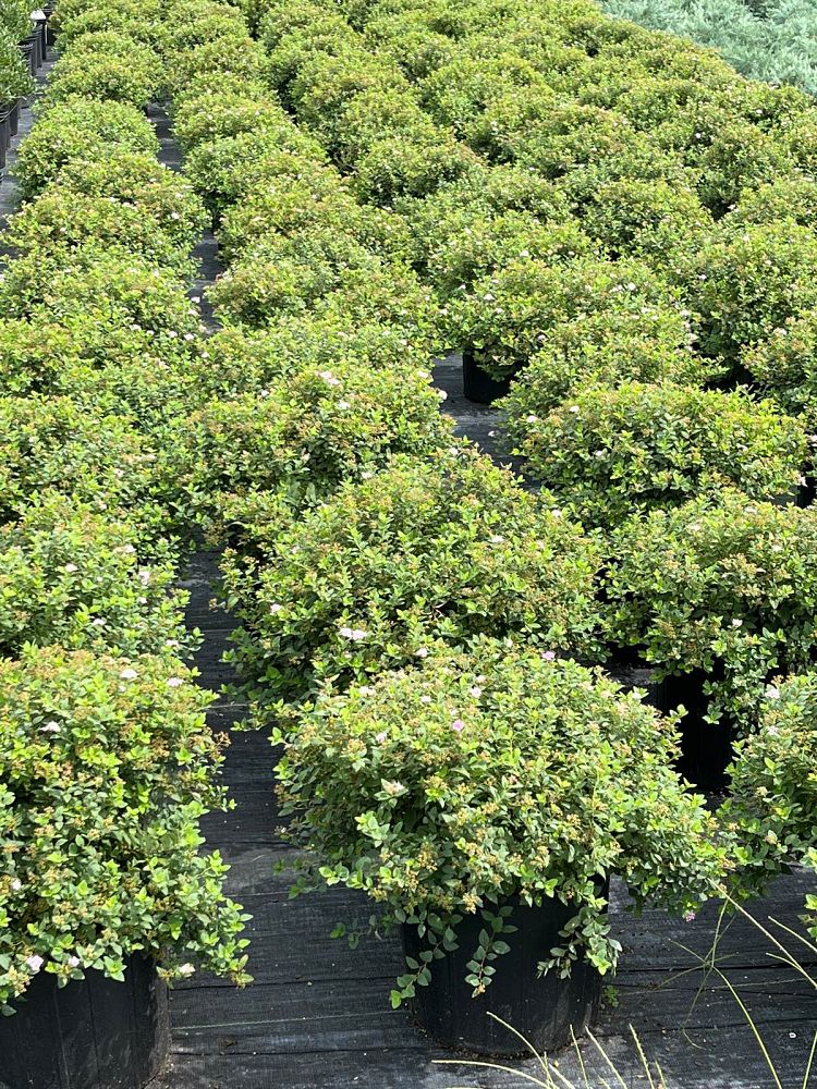 spiraea-japonica-little-princess-japanese-spirea