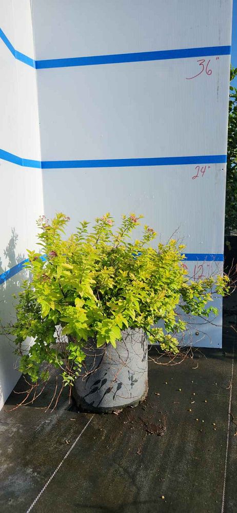 spiraea-japonica-little-princess-japanese-spirea