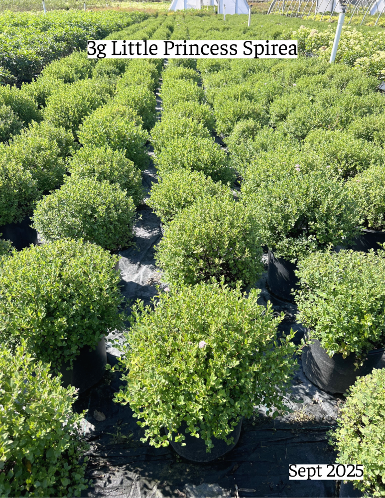 spiraea-japonica-little-princess-japanese-spirea