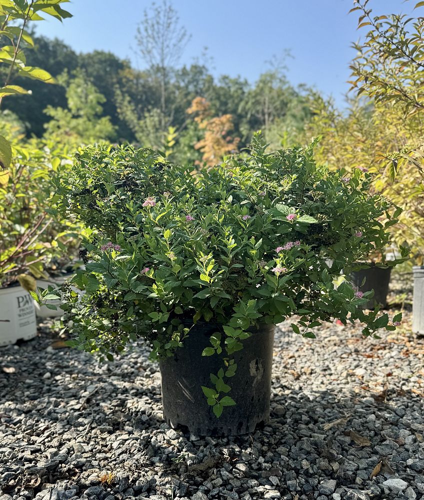 spiraea-japonica-little-princess-japanese-spirea
