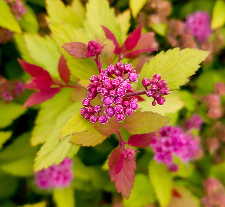 spiraea-japonica-matgold-pp-28876-rainbow-fizz-spirea