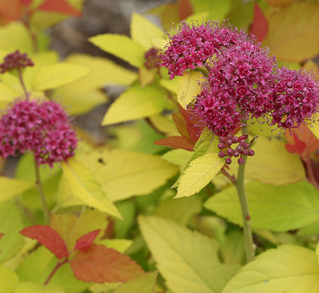 spiraea-japonica-ncsx1-double-play-candy-corn-spirea