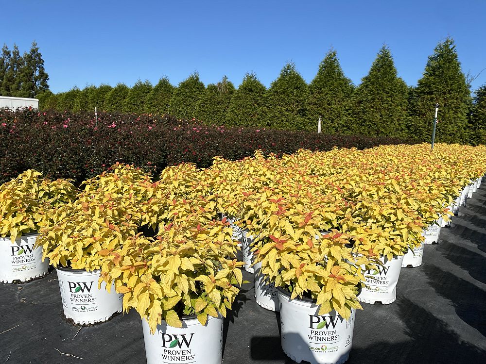 spiraea-japonica-ncsx1-double-play-candy-corn-spirea