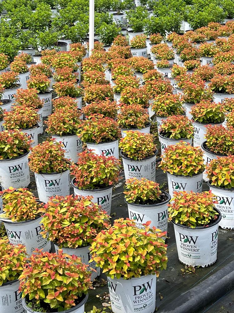 spiraea-japonica-ncsx1-double-play-candy-corn-spirea