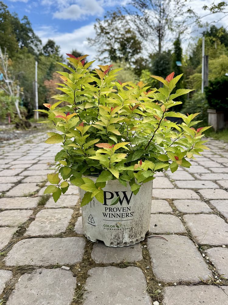 spiraea-japonica-ncsx1-double-play-candy-corn-spirea