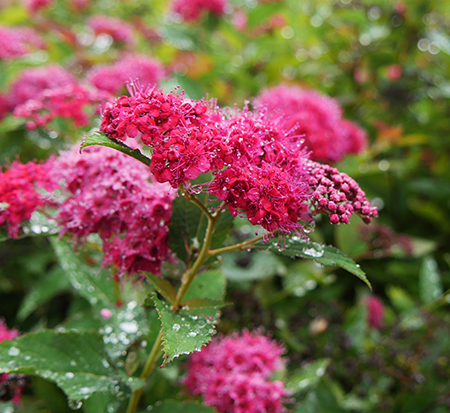 spiraea-japonica-ncsx2-double-play-doozie-reg-spiraea