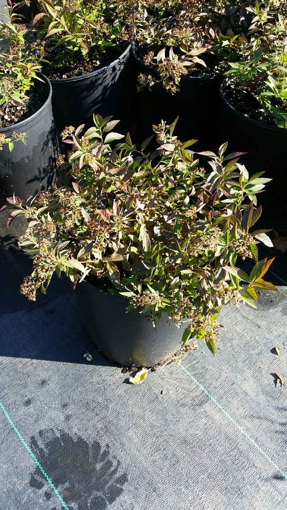 spiraea-japonica-neon-flash-japanese-spirea