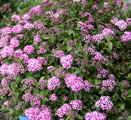 spiraea-japonica-odessa-japanese-spiraea-poprocks-petite