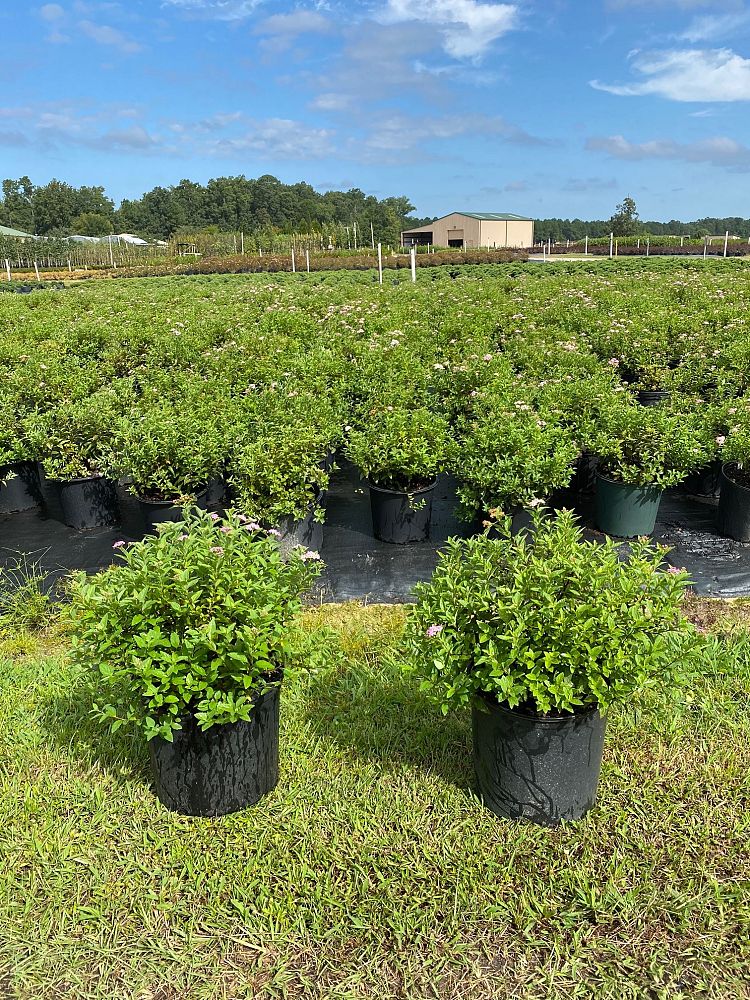 spiraea-japonica-shirobana-japanese-spirea