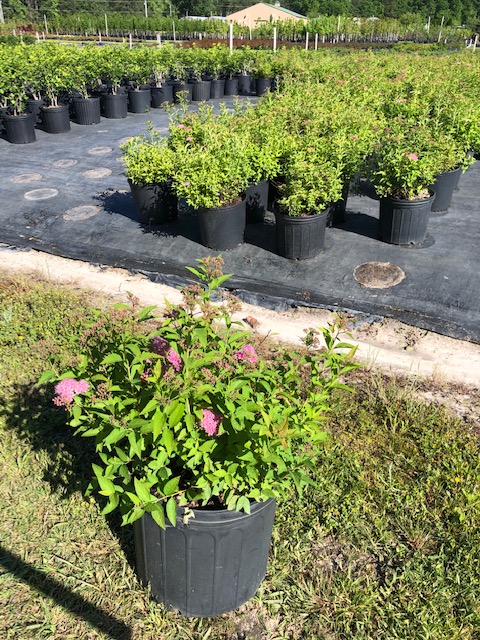 spiraea-japonica-shirobana-japanese-spirea